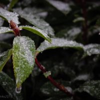 frost on a plant